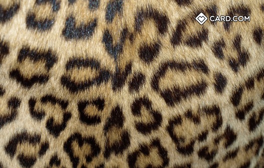 leopard print design card